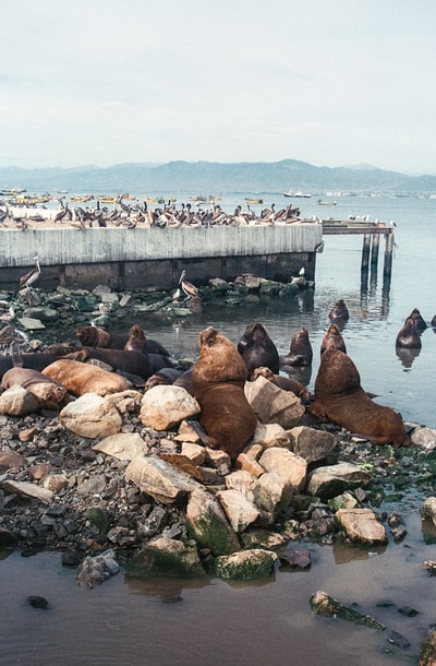 棕色和白色的海豹在白天的水域
